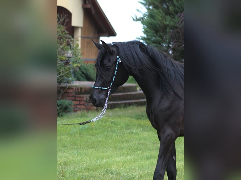 Koń czystej krwi arabskiej Klacz 2 lat 156 cm Kara in Santok