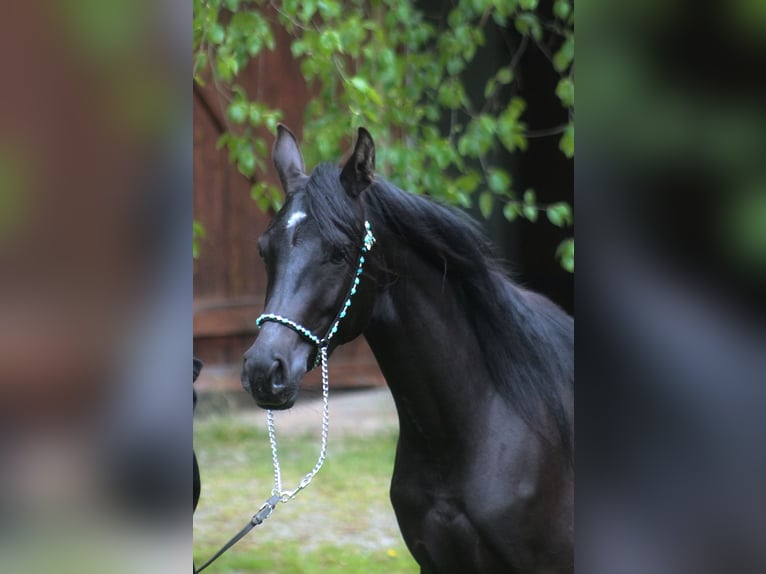 Koń czystej krwi arabskiej Klacz 2 lat 156 cm Kara in Santok