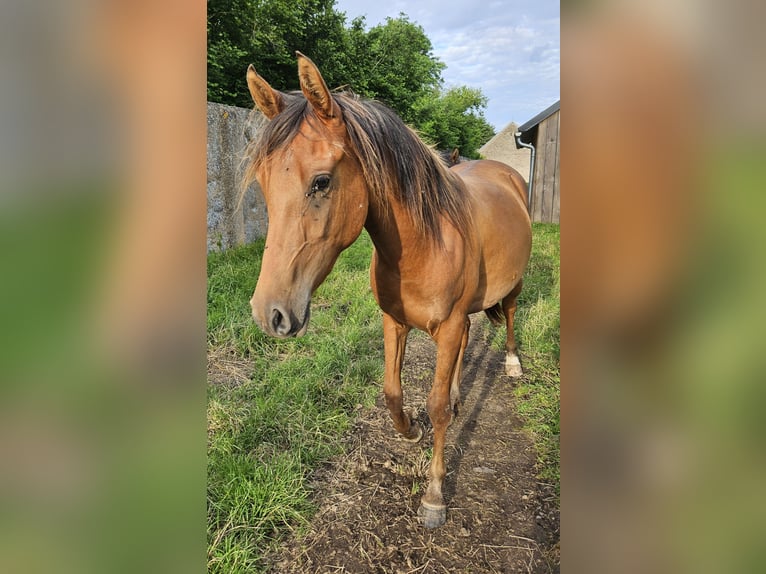 Koń czystej krwi arabskiej Klacz 2 lat Gniada in Courcelles-Frémoy