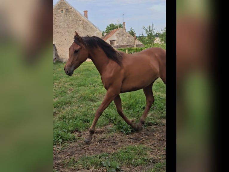 Koń czystej krwi arabskiej Klacz 2 lat Gniada in Courcelles-Frémoy