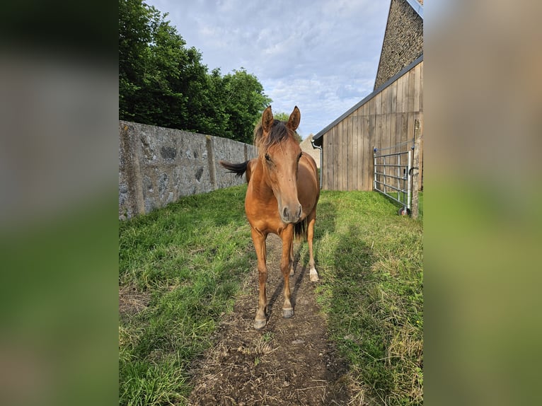 Koń czystej krwi arabskiej Klacz 2 lat Gniada in Courcelles-Frémoy