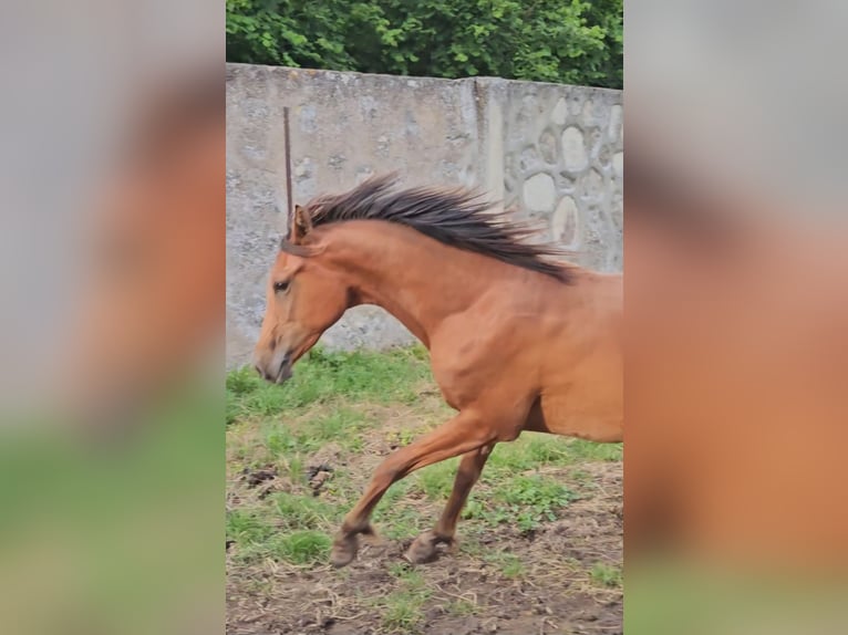 Koń czystej krwi arabskiej Klacz 2 lat Gniada in Courcelles-Frémoy