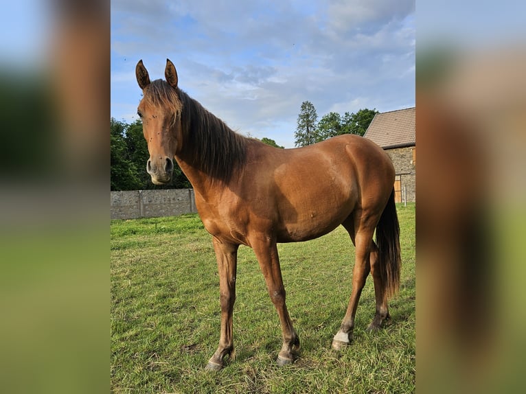 Koń czystej krwi arabskiej Klacz 2 lat Gniada in Courcelles-Frémoy