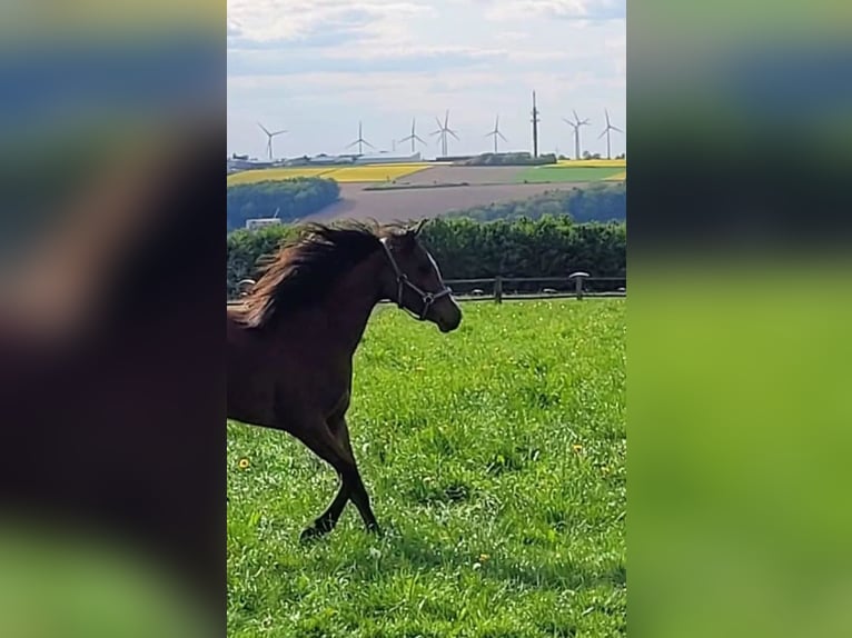 Koń czystej krwi arabskiej Klacz 2 lat Gniada in Büren