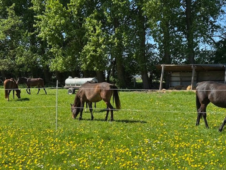 Koń czystej krwi arabskiej Klacz 2 lat Gniada in Harsum