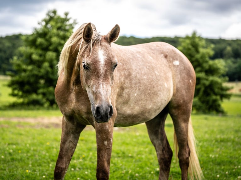 Koń czystej krwi arabskiej Klacz 2 lat Siwa in Herzberg am Harz