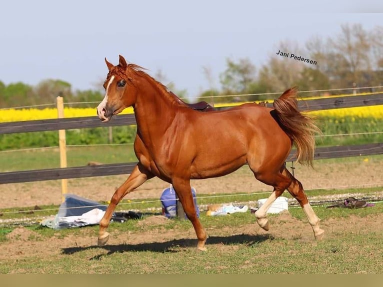 Koń czystej krwi arabskiej Klacz 3 lat 147 cm Ciemnokasztanowata in Jelling