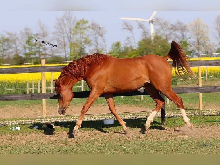 Koń czystej krwi arabskiej Klacz 3 lat 147 cm Ciemnokasztanowata in Jelling