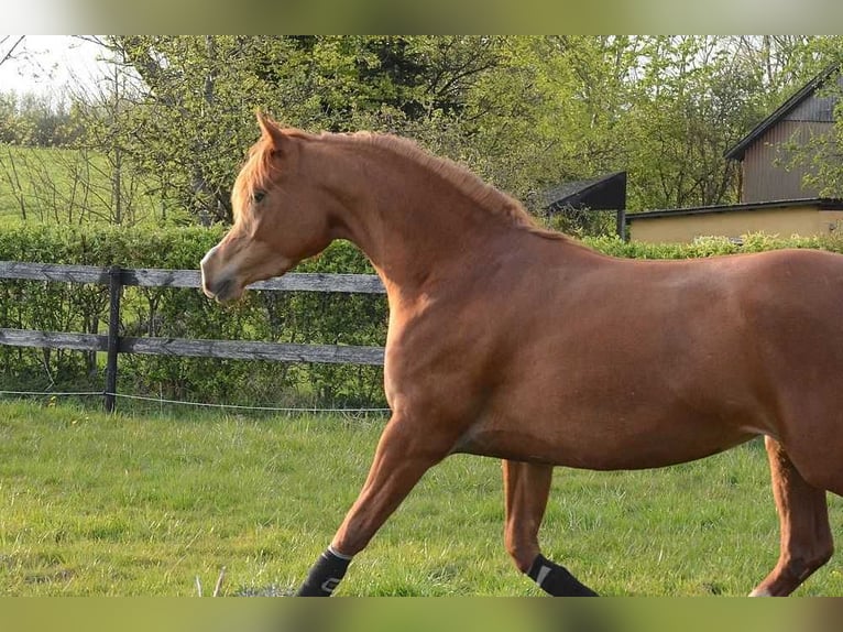 Koń czystej krwi arabskiej Klacz 3 lat 147 cm Ciemnokasztanowata in Jelling