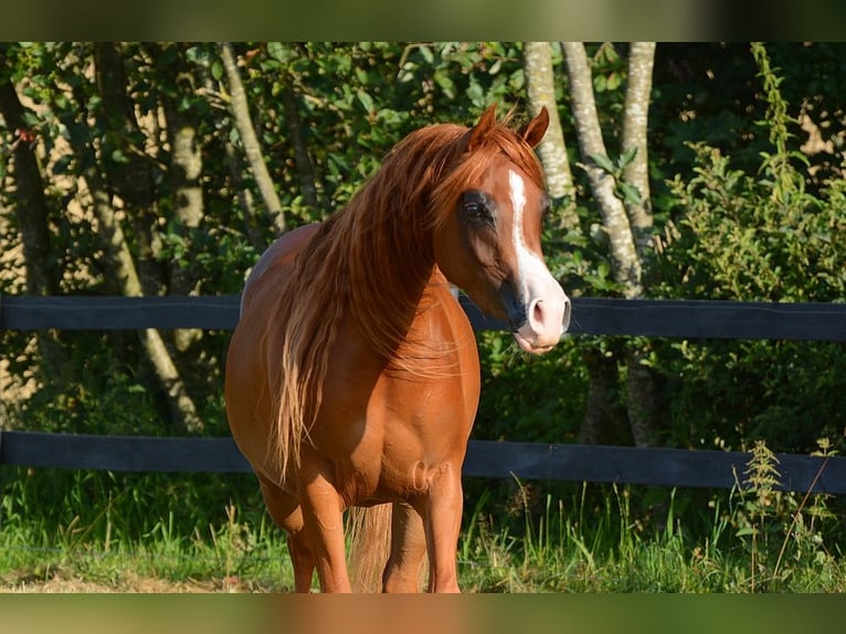 Koń czystej krwi arabskiej Klacz 3 lat 147 cm Ciemnokasztanowata in Jelling