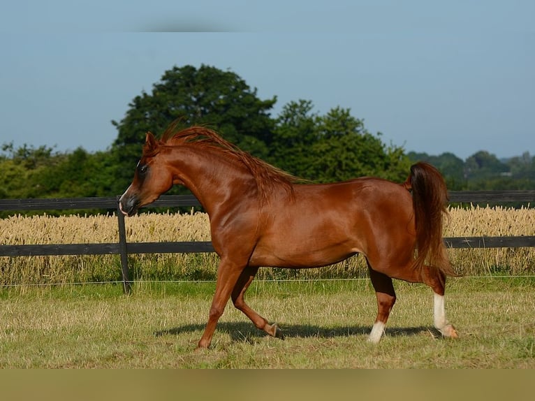 Koń czystej krwi arabskiej Klacz 3 lat 147 cm Ciemnokasztanowata in Jelling