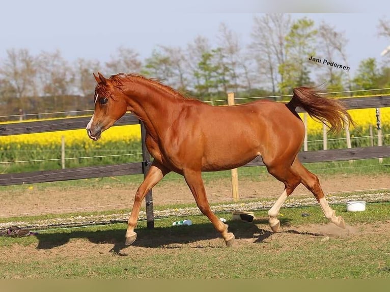 Koń czystej krwi arabskiej Klacz 3 lat 147 cm Ciemnokasztanowata in Jelling