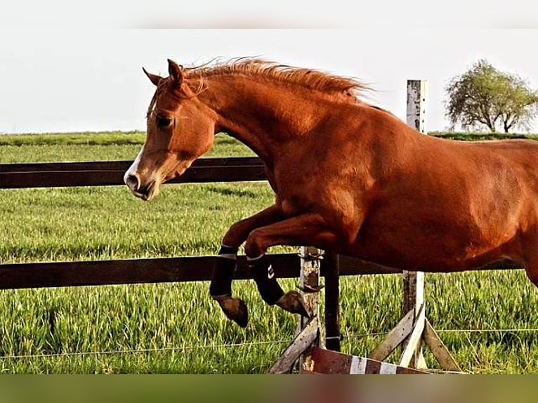 Koń czystej krwi arabskiej Klacz 3 lat 147 cm Ciemnokasztanowata in Jelling