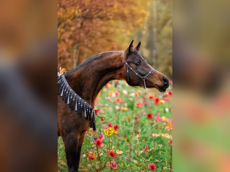 Koń czystej krwi arabskiej Klacz 3 lat 150 cm Ciemnogniada in Moers