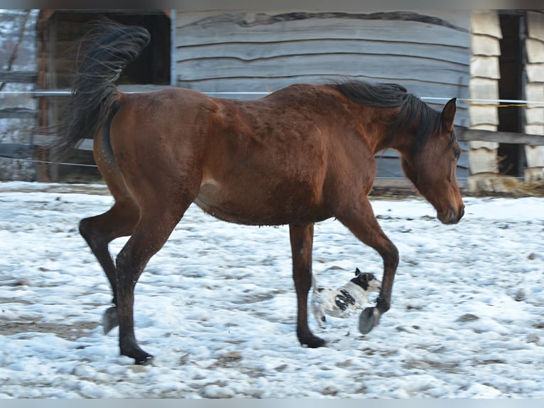 Koń czystej krwi arabskiej Klacz 3 lat 150 cm Gniada in Koprivnica