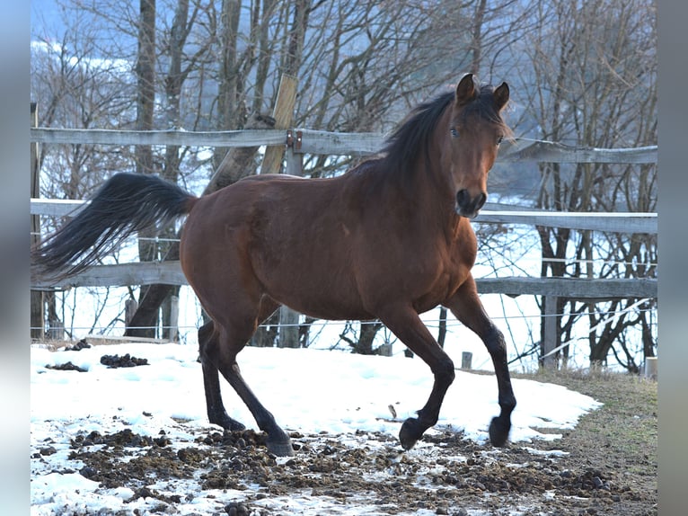 Koń czystej krwi arabskiej Klacz 3 lat 150 cm Gniada in Koprivnica