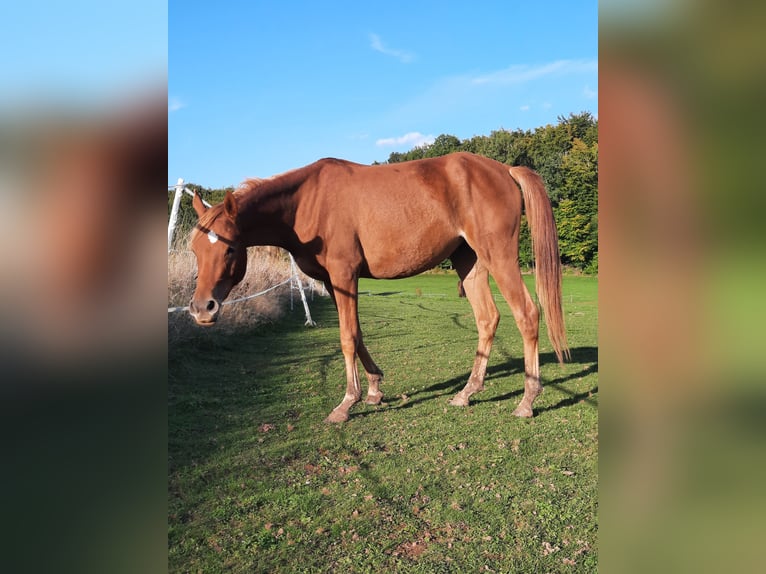 Koń czystej krwi arabskiej Klacz 3 lat 150 cm Kasztanowata in Sefferweich
