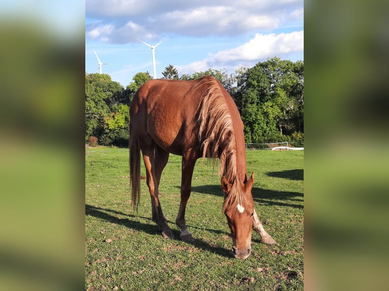 Koń czystej krwi arabskiej Klacz 3 lat 150 cm Kasztanowata in Sefferweich