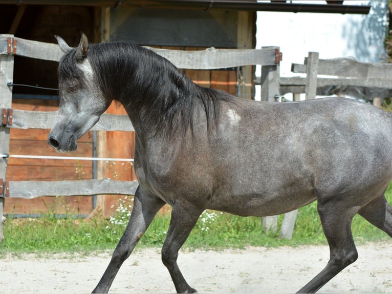 Koń czystej krwi arabskiej Klacz 3 lat 150 cm Siwa in Koprivnica