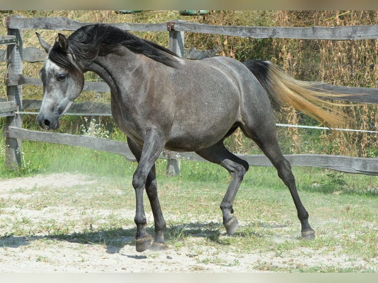 Koń czystej krwi arabskiej Klacz 3 lat 150 cm Siwa in Koprivnica