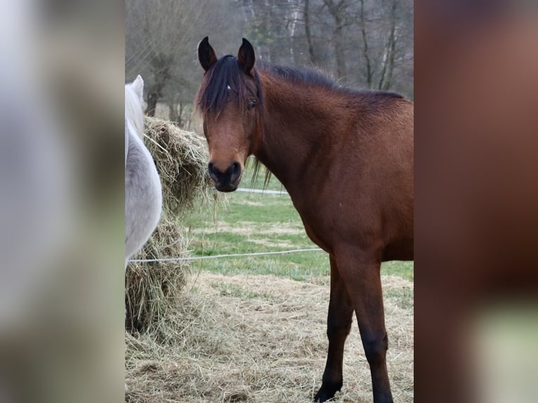 Koń czystej krwi arabskiej Klacz 3 lat 152 cm Gniada in L&#xF6;wenberger Land