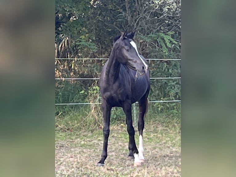 Koń czystej krwi arabskiej Klacz 3 lat 152 cm Kara in Ligetfalva