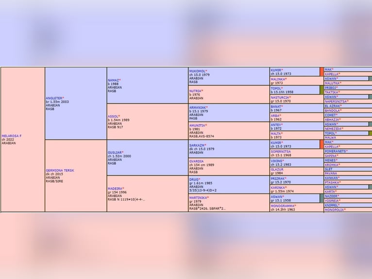 Koń czystej krwi arabskiej Klacz 3 lat 152 cm Kasztanowata in Theresienfeld