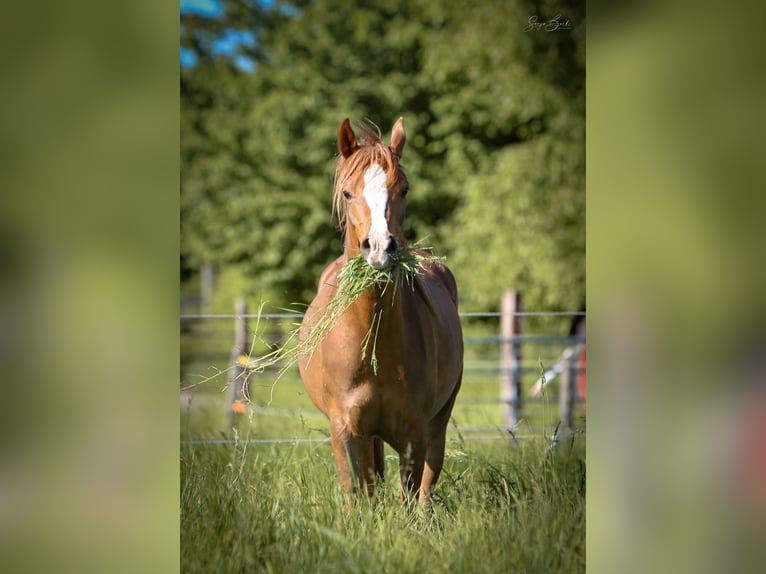 Koń czystej krwi arabskiej Klacz 3 lat 152 cm Kasztanowata in Bergkamen