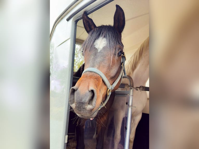 Koń czystej krwi arabskiej Klacz 3 lat 153 cm Ciemnogniada in Wangerland Hohenkirchen