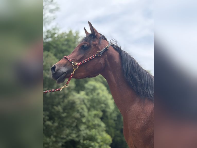Koń czystej krwi arabskiej Klacz 3 lat 154 cm Gniada in NeudorfStattegg