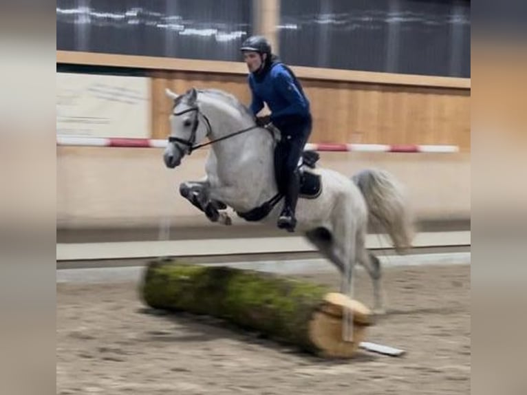 Koń czystej krwi arabskiej Klacz 3 lat 154 cm Kasztanowata in Gemünden (Felda)