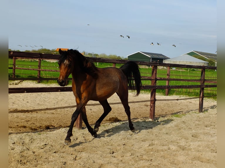 Koń czystej krwi arabskiej Klacz 3 lat 155 cm Ciemnogniada in Hollum