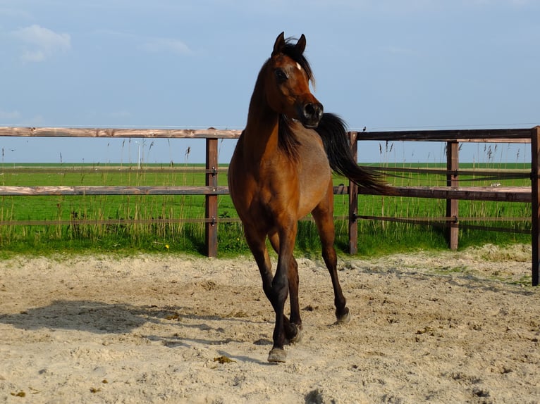 Koń czystej krwi arabskiej Klacz 3 lat 155 cm Ciemnogniada in Hollum