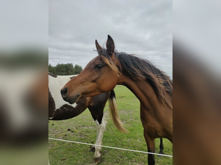 Koń czystej krwi arabskiej Klacz 3 lat 155 cm Ciemnogniada in Hollum