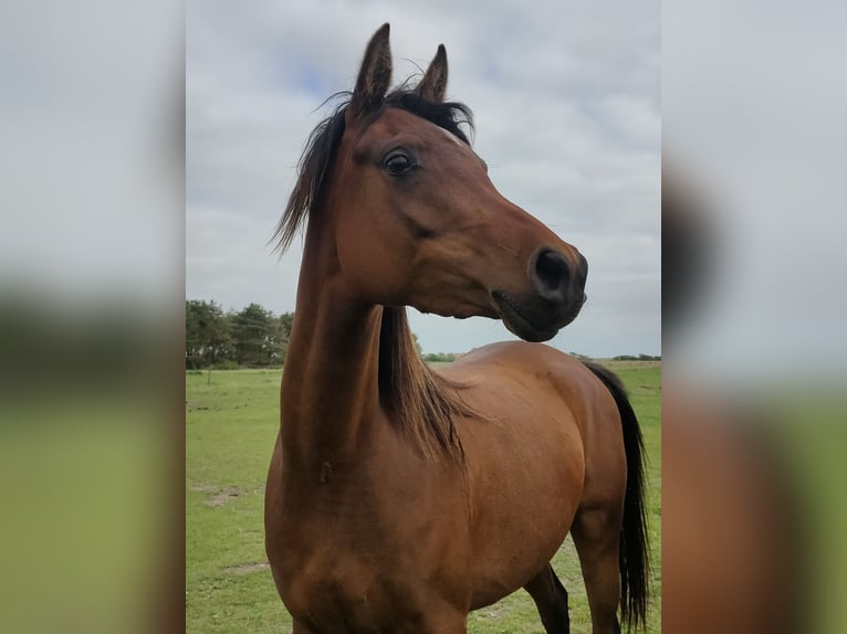 Koń czystej krwi arabskiej Klacz 3 lat 155 cm Ciemnogniada in Hollum