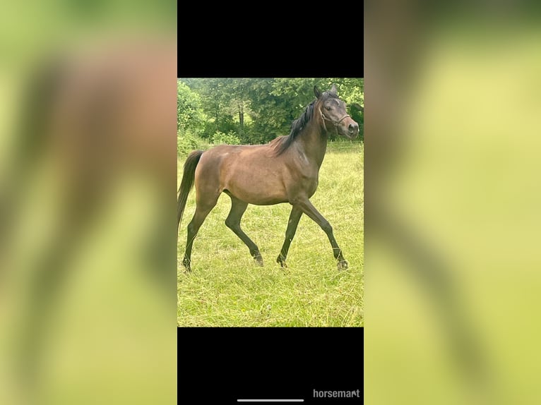 Koń czystej krwi arabskiej Klacz 3 lat 155 cm Gniada in Gers