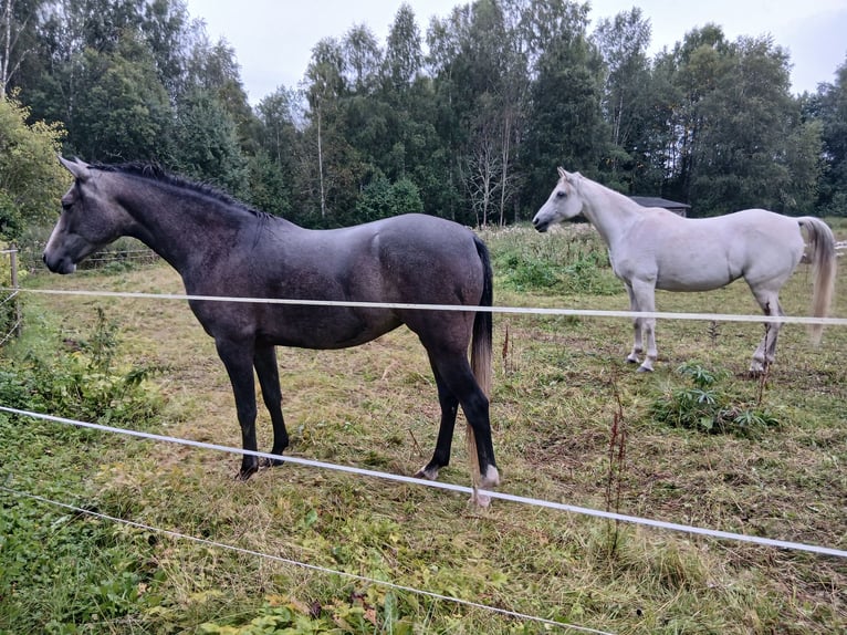 Koń czystej krwi arabskiej Klacz 3 lat 156 cm Siwa in Charlottenberg