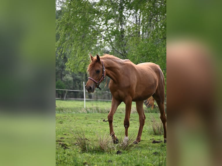 Koń czystej krwi arabskiej Klacz 3 lat Kasztanowata in Wielgolas Duchnowski