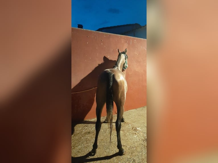 Koń czystej krwi arabskiej Klacz 4 lat 143 cm Siwa in Albala