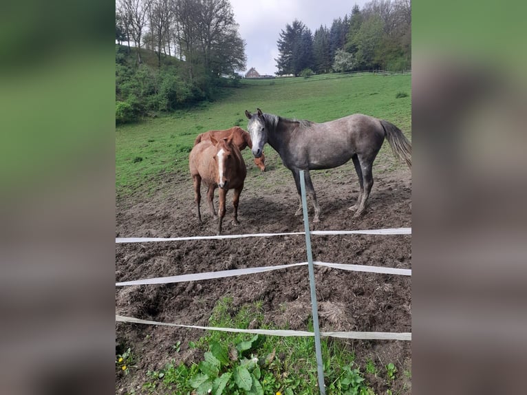 Koń czystej krwi arabskiej Klacz 4 lat 148 cm Może być siwy in Rieden