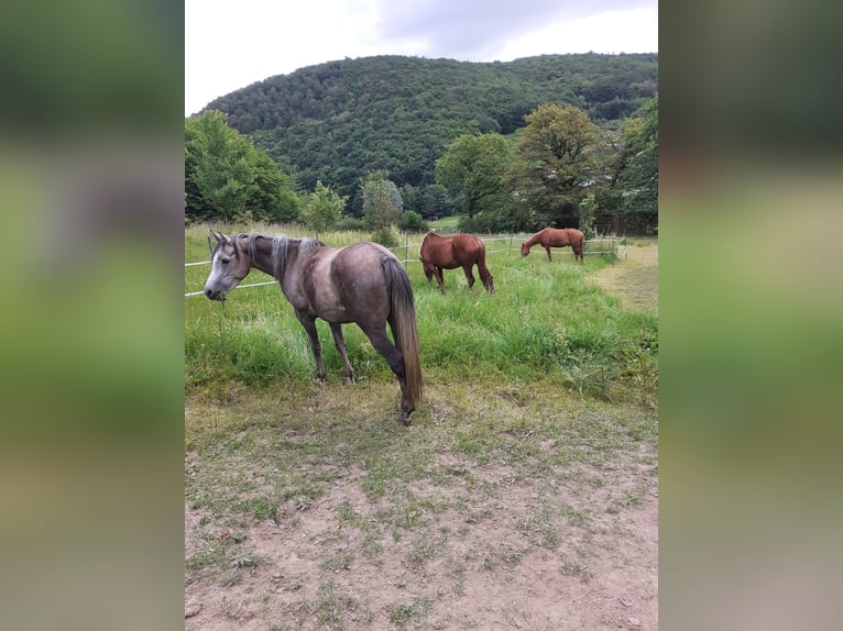 Koń czystej krwi arabskiej Klacz 4 lat 148 cm Może być siwy in Rieden