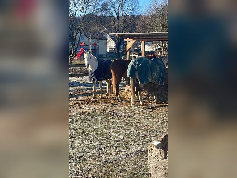 Koń czystej krwi arabskiej Klacz 4 lat 148 cm Siwa in Ursberg