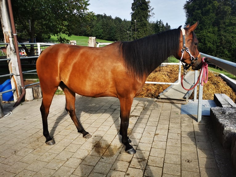 Koń czystej krwi arabskiej Klacz 4 lat 150 cm Gniada in Dietschwil