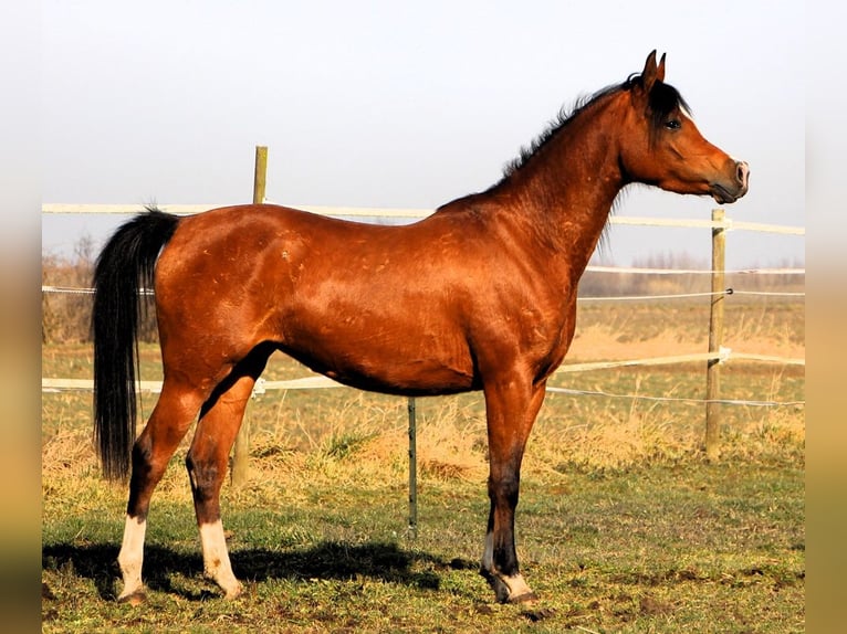 Koń czystej krwi arabskiej Klacz 4 lat 150 cm Gniada in Kehl