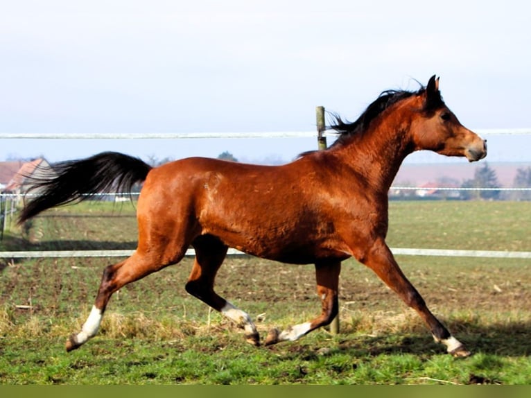 Koń czystej krwi arabskiej Klacz 4 lat 150 cm Gniada in Reutenbourg