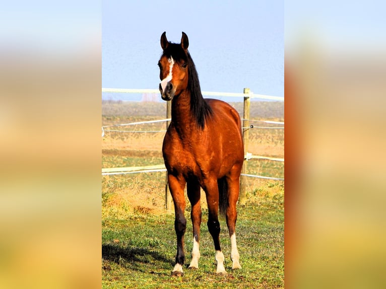 Koń czystej krwi arabskiej Klacz 4 lat 150 cm Gniada in Reutenbourg