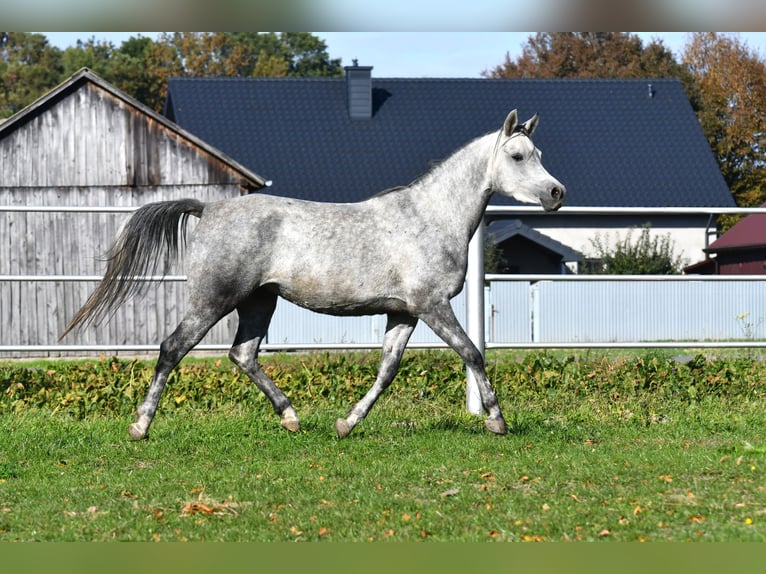Koń czystej krwi arabskiej Klacz 4 lat 150 cm Siwa in Bełżyce