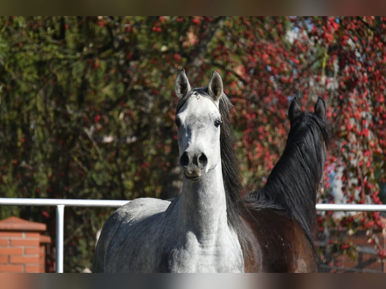 Koń czystej krwi arabskiej Klacz 4 lat 150 cm Siwa in Bełżyce