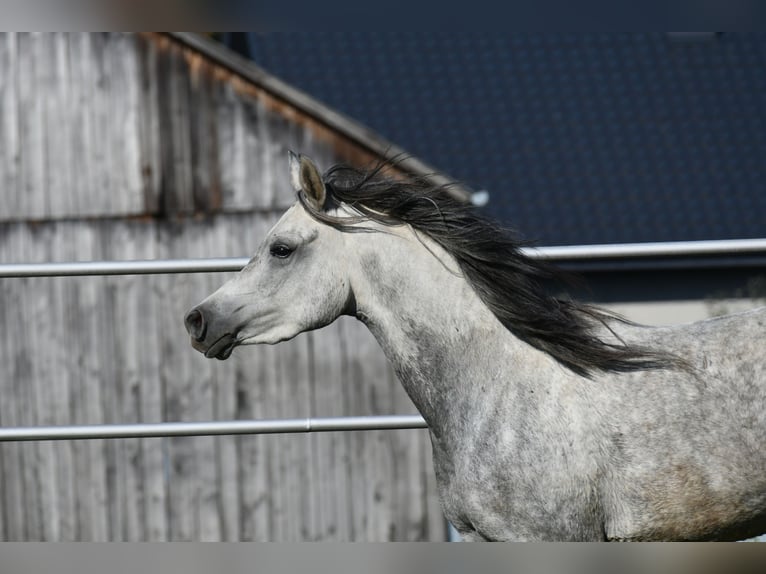 Koń czystej krwi arabskiej Klacz 4 lat 150 cm Siwa in Bełżyce