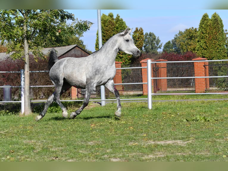 Koń czystej krwi arabskiej Klacz 4 lat 150 cm Siwa in Bełżyce
